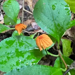 Orange Pinwheel thumbnail 1