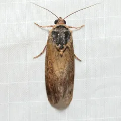 Variable Narrow-wing thumbnail 3
