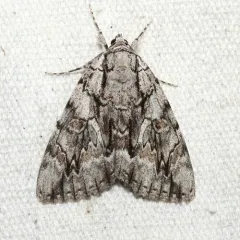 Yellow-Gray Underwing thumbnail 4