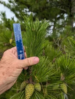 Japanese black pine thumbnail 4