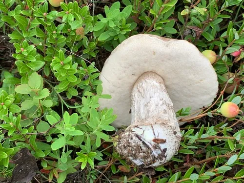 Leccinum griseonigrum