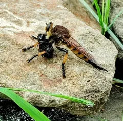 Red-footed Cannibal Fly thumbnail 1