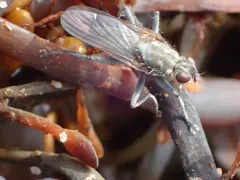 Large Shore Dung Fly thumbnail 3