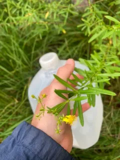 bushy St. John's Wort thumbnail 3