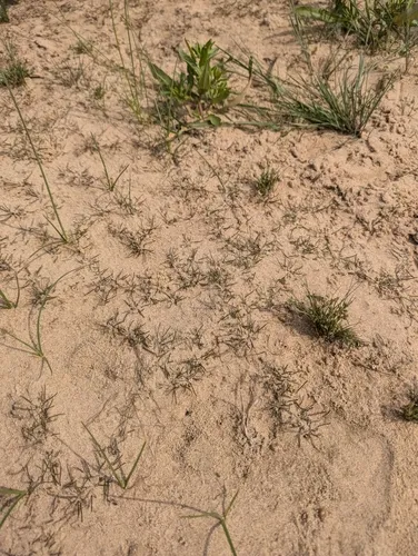 delta mudwort