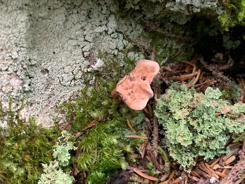 Hydnellum tardum