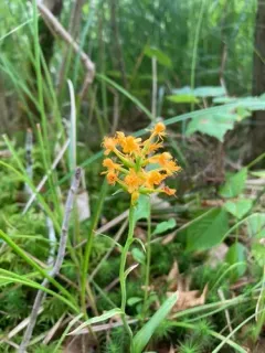 orange crested orchid thumbnail 3
