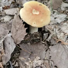 Chippewa Bolete thumbnail 3