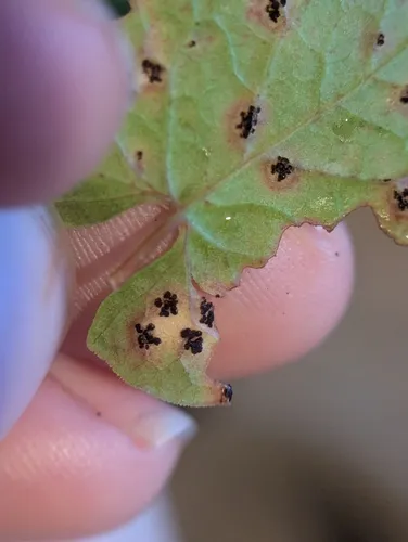 Puccinia polygoni