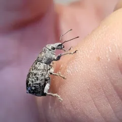 Dyslobus verrucifer thumbnail 2