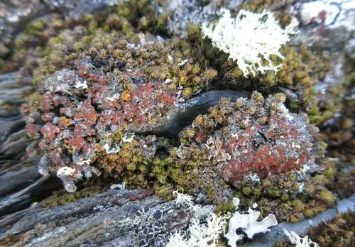 Cinnamon Firedot Lichen
