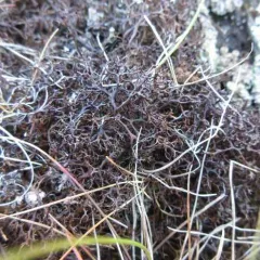 Spiny Heath Lichen thumbnail 4