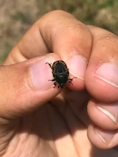 Euphoria pilipennis
