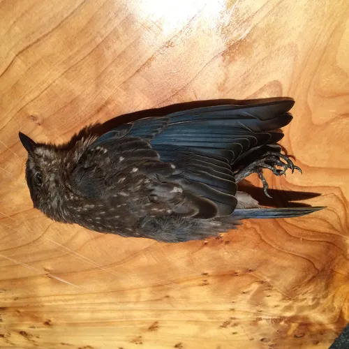 Eastern Bluebird
