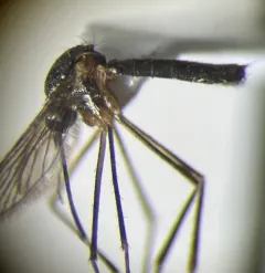 Pitcher-plant Mosquito thumbnail 4