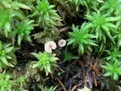 Entoloma rhodocylix thumbnail 3