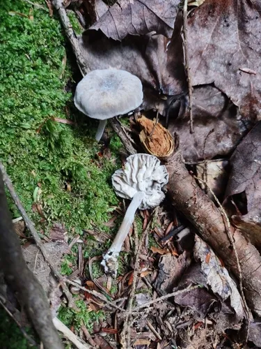 Verticillium Dry Bubble