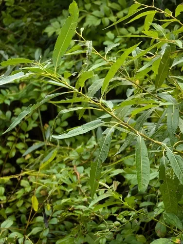 silky willow