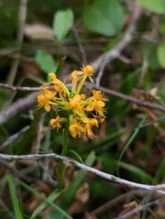 orange crested orchid thumbnail 2
