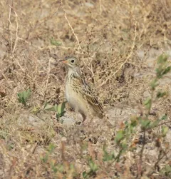 Sprague's Pipit thumbnail 4