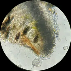 Tundra Pepper-spore Lichen thumbnail 2