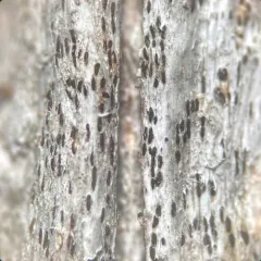 Xylographa opegraphella thumbnail 4