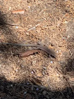 Plateau Striped Whiptail thumbnail 2