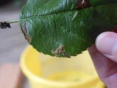 Stigmella purpuratella thumbnail 3