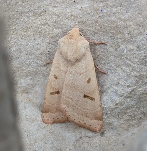 Yellow Dart