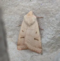 Yellow Dart thumbnail 1