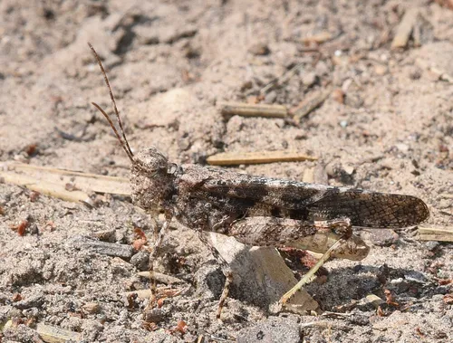 Pine Bluffs Grasshopper
