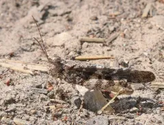 Pine Bluffs Grasshopper thumbnail 1