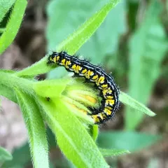 Neighbor Moth thumbnail 1