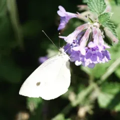Small White thumbnail 2