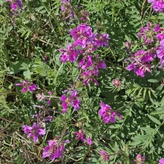 Boreal Sweet-vetch thumbnail 4