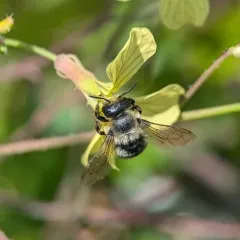 Small-handed Leaf-cutter Bee thumbnail 4