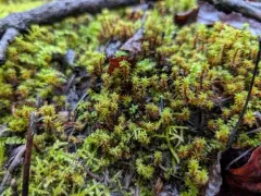 cain's screw-moss thumbnail 4