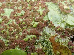 Azolla cristata thumbnail 3