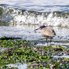 Wandering Tattler thumbnail 2