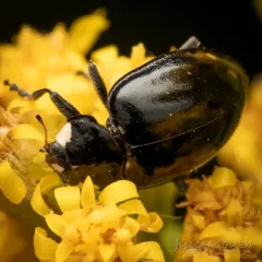 Sorrowful Lady Beetle thumbnail 1