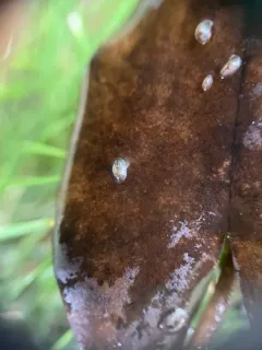 American lake limpet thumbnail 3