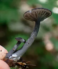 Entoloma foliomarginatum thumbnail 4