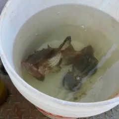 American Monkfish thumbnail 4