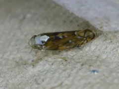Scaphoideus pullus thumbnail 3