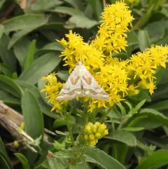 Acute-lined Flower Moth thumbnail 4