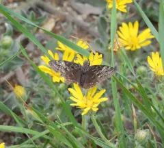 Afranius Duskywing thumbnail 3