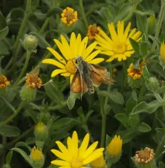 Plains Branded Skipper thumbnail 3