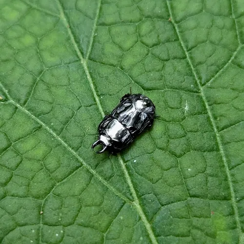 Hololepta aequalis