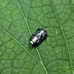 Hololepta aequalis thumbnail 1
