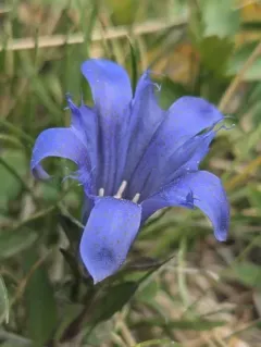 Alpine Gentian thumbnail 2